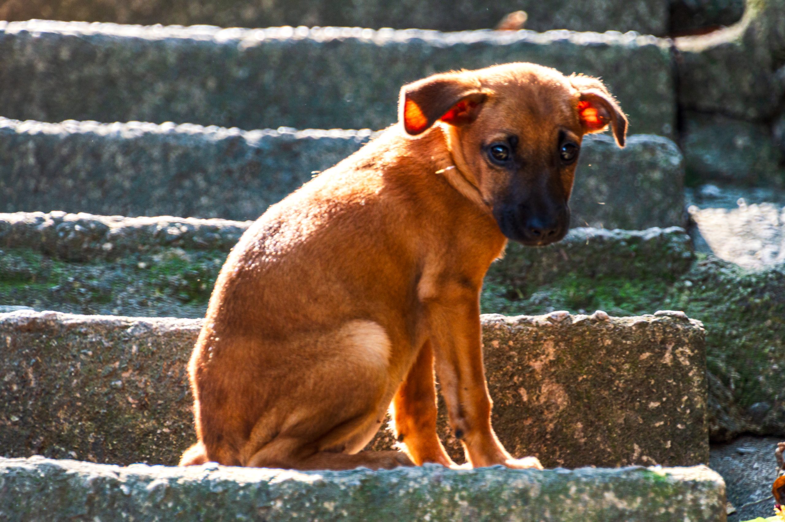 Animal Abandonado