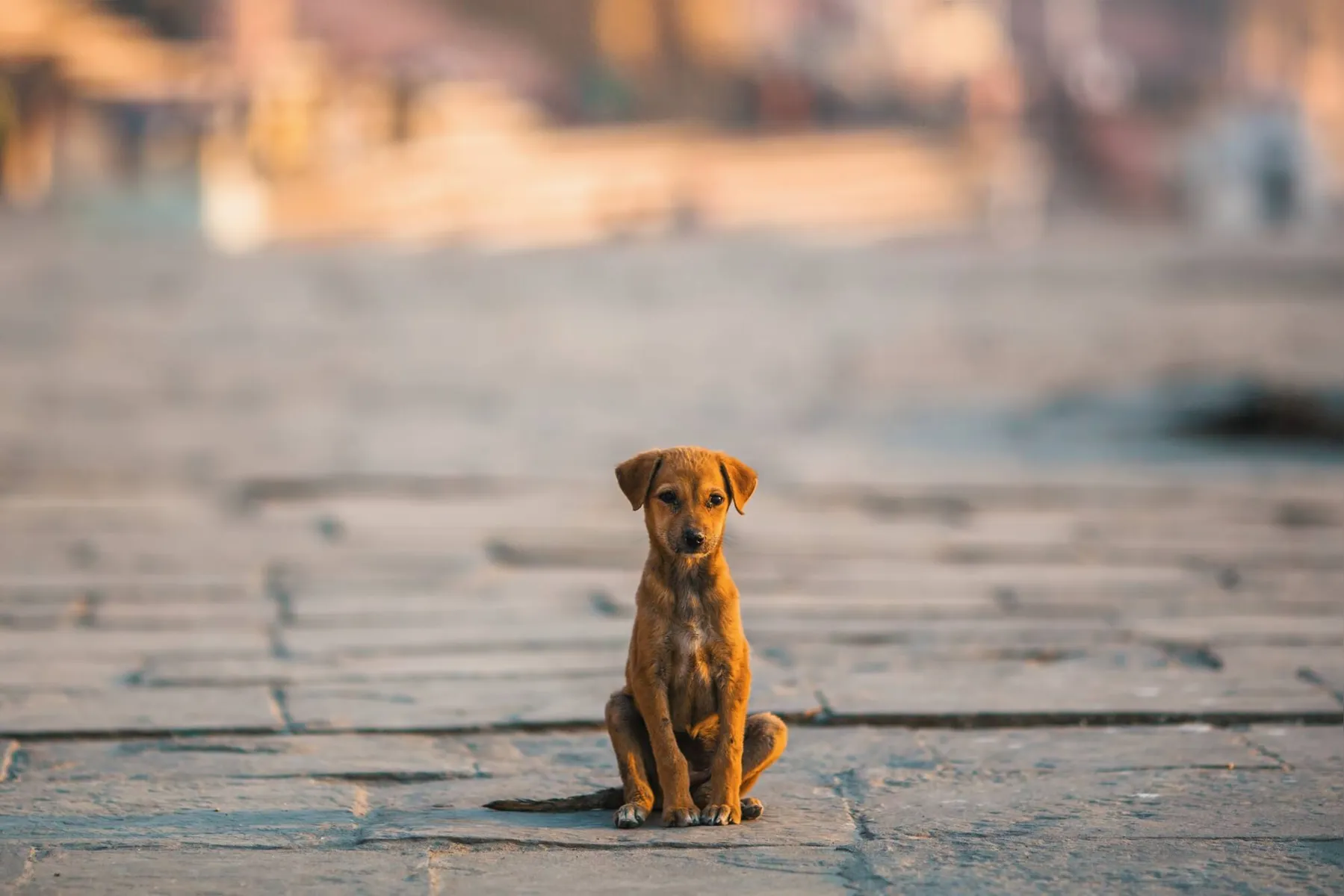 Animal Abandonado