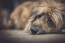 Animal Abandonado