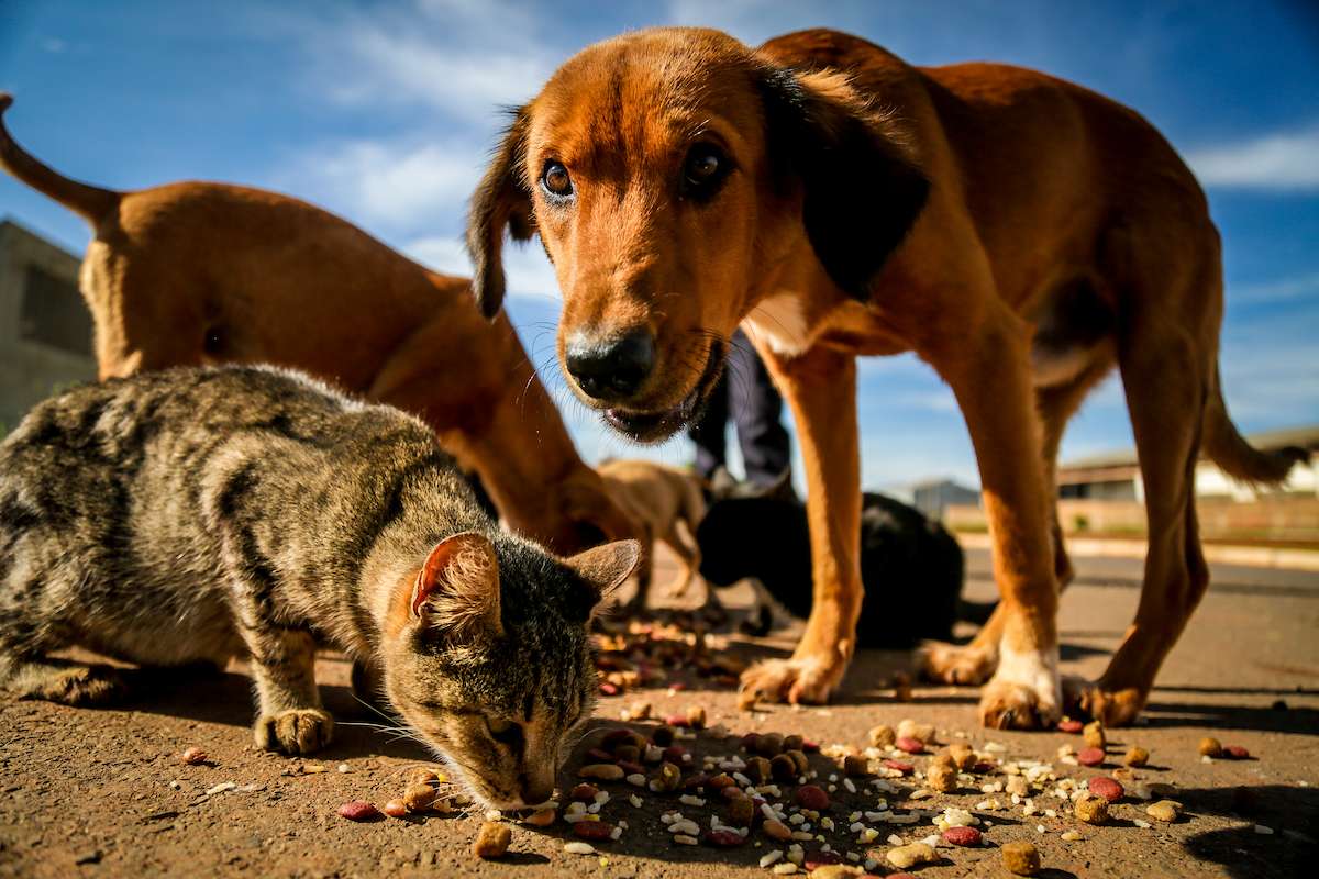 Animal Abandonado